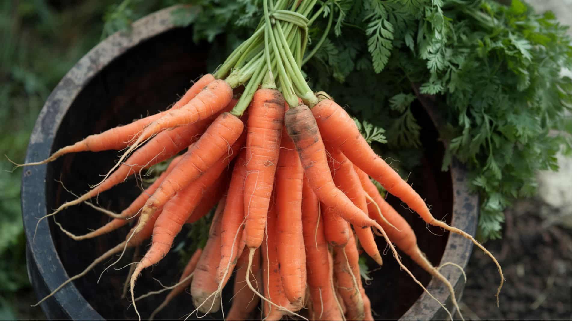 Carrots