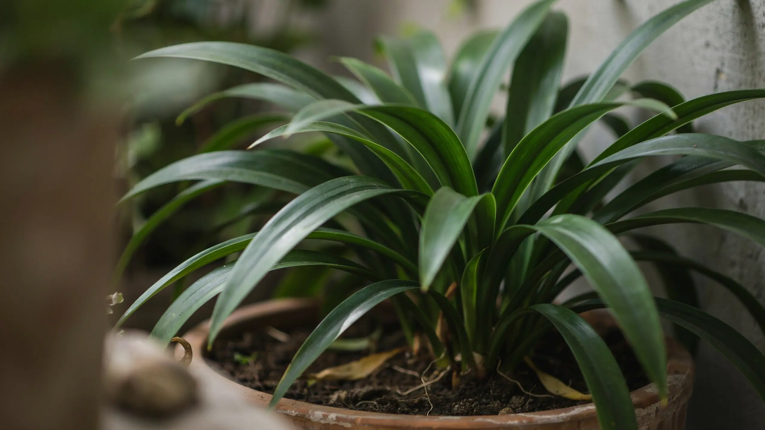 Cast Iron Plant with long, upright dark green leathery leaves growing densely from the soil in a neutral indoor pot