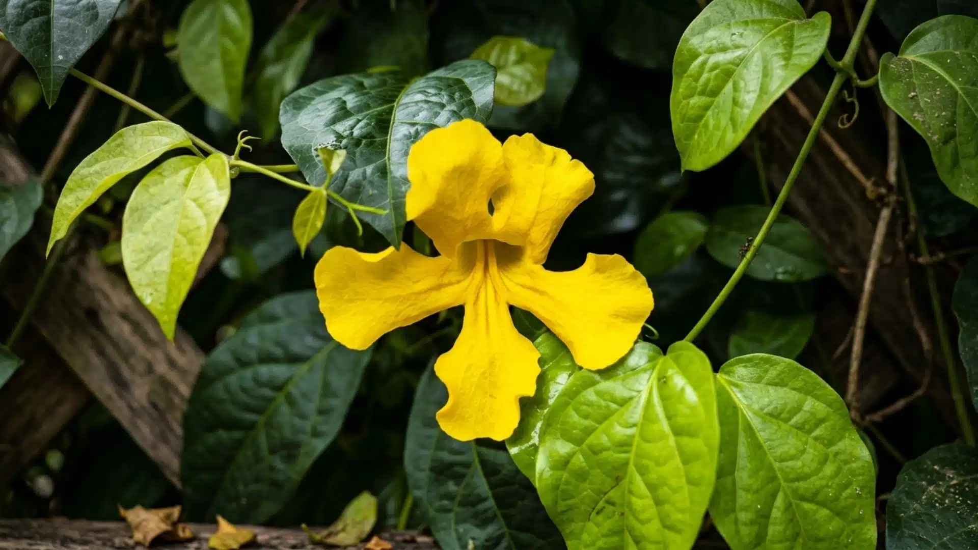 Cat’s claw vine with bright yellow flowers and green heart-shaped leaves climbing along a tropical forest background.