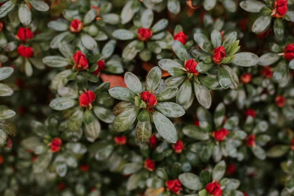 A close-up of cotoneaster (Cotoneaster horizontalis) with small red buds and green leaves, ideal for ground cover.