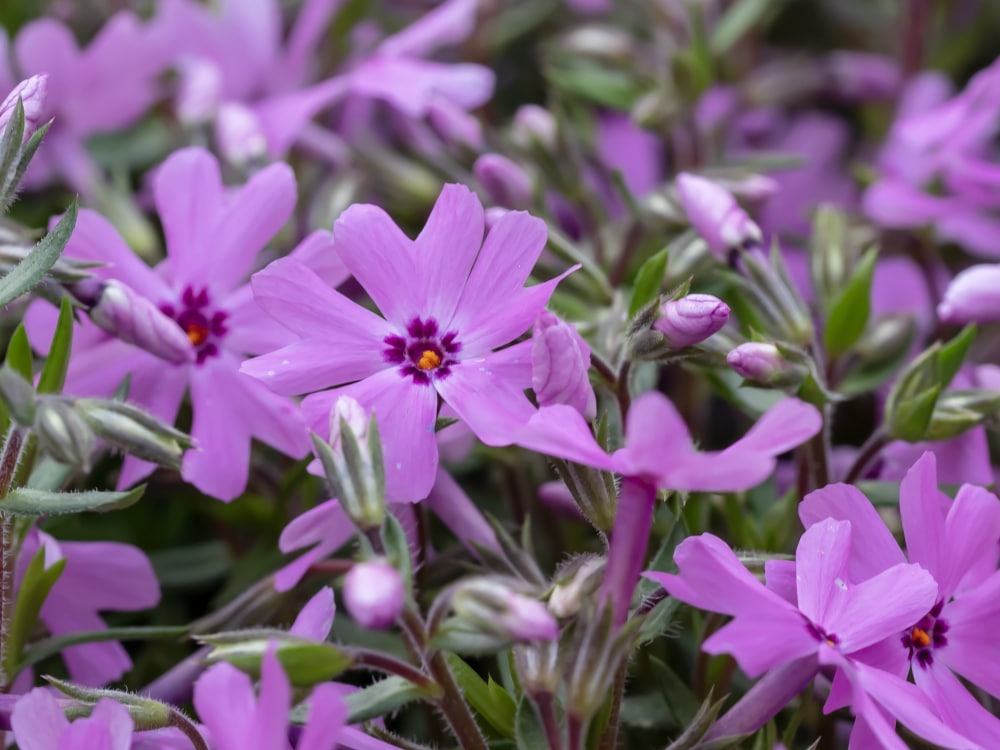 A close-up of creeping phlox flowers with vibrant purple petals, perfect for ground cover in gardens.