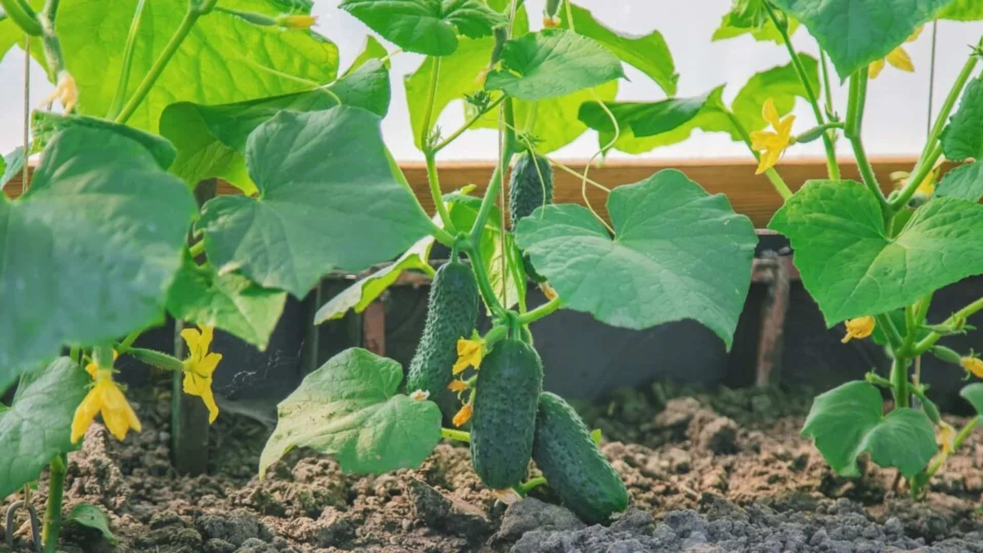 cucumber-plant