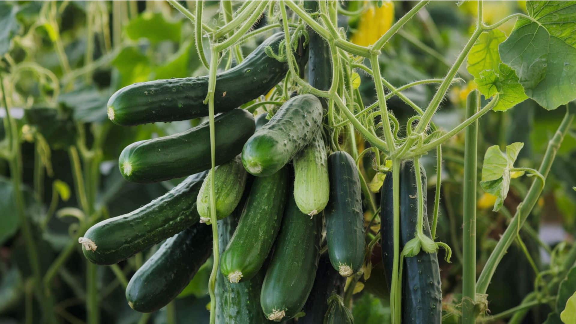 Cucumbers