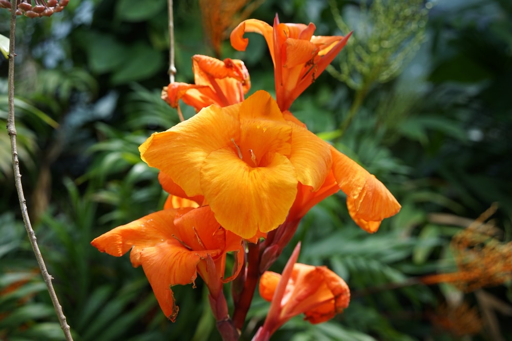 A close-up of a vibrant orange daylily (Hemerocallis) in full bloom, surrounded by lush greenery.