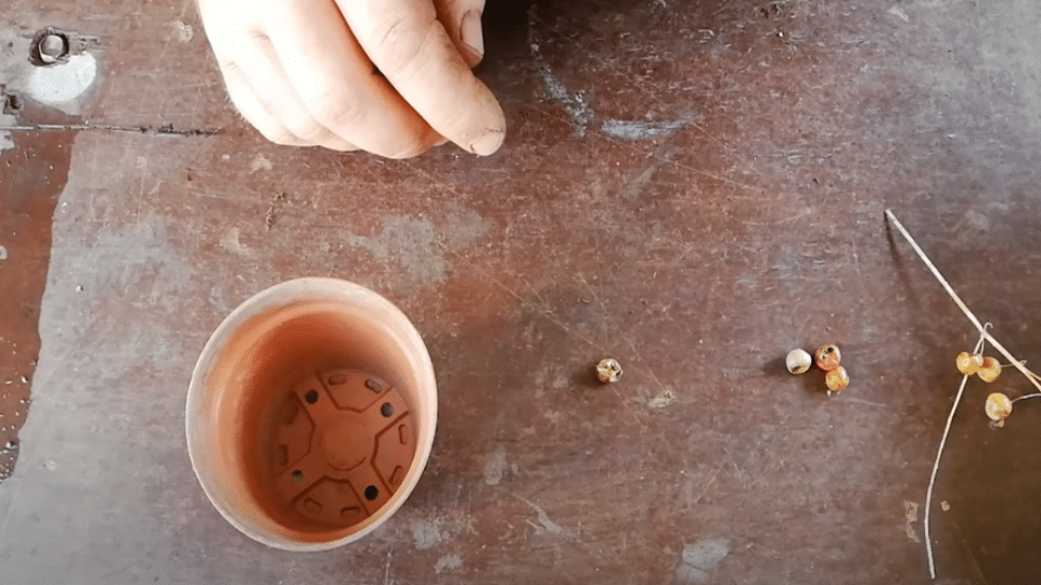 Extract-Seeds -rom-Pods