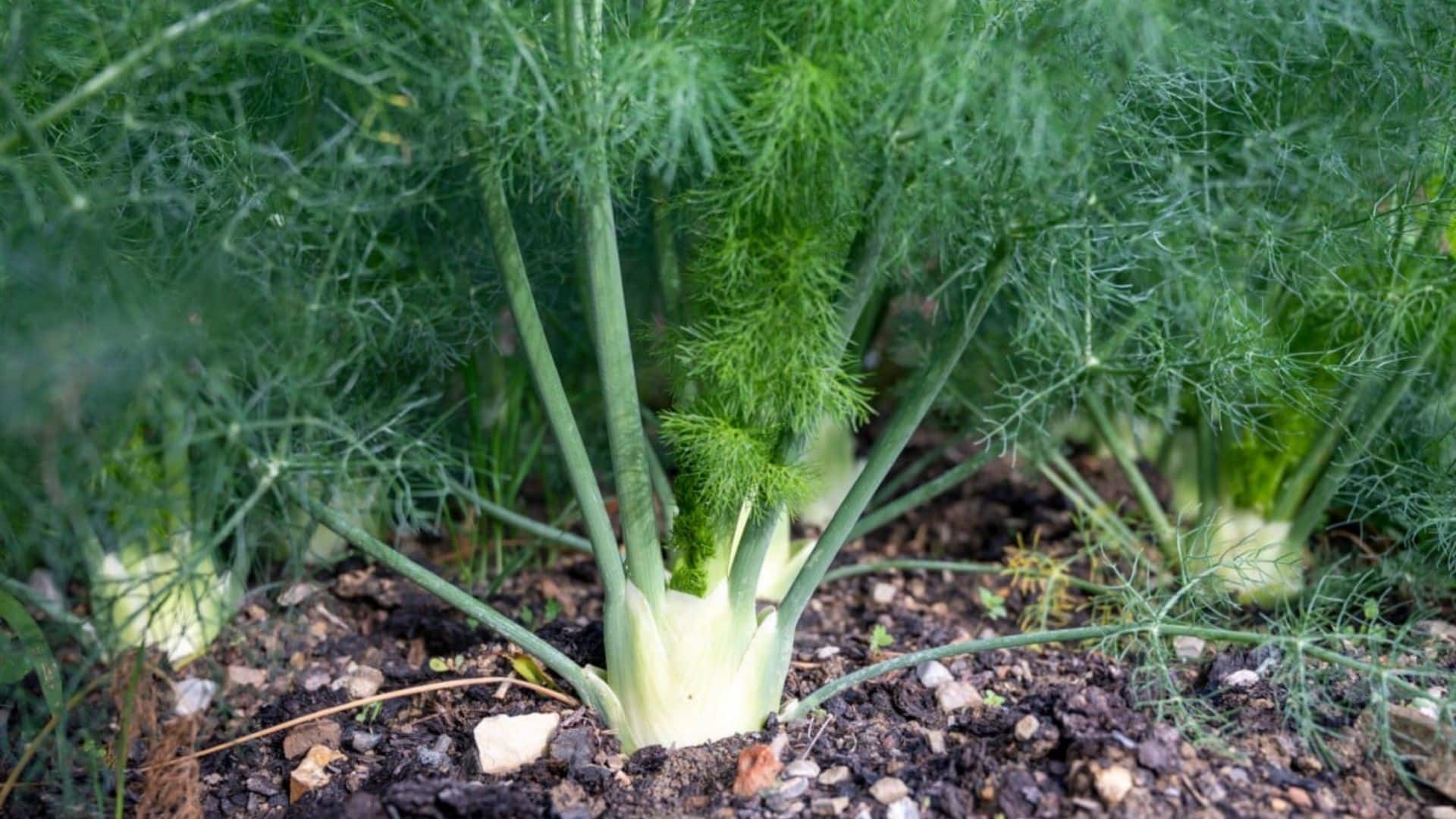 fennel-plant