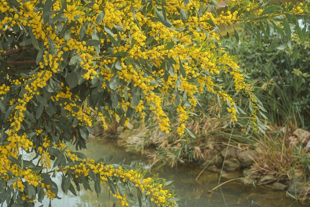 A vibrant close-up of forsythia (Forsythia x intermedia) with bright yellow flowers hanging from branches, near a pond.