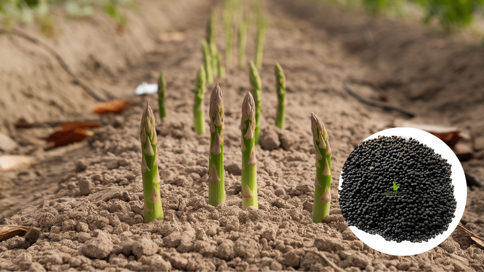grow-asparagus-seed-home