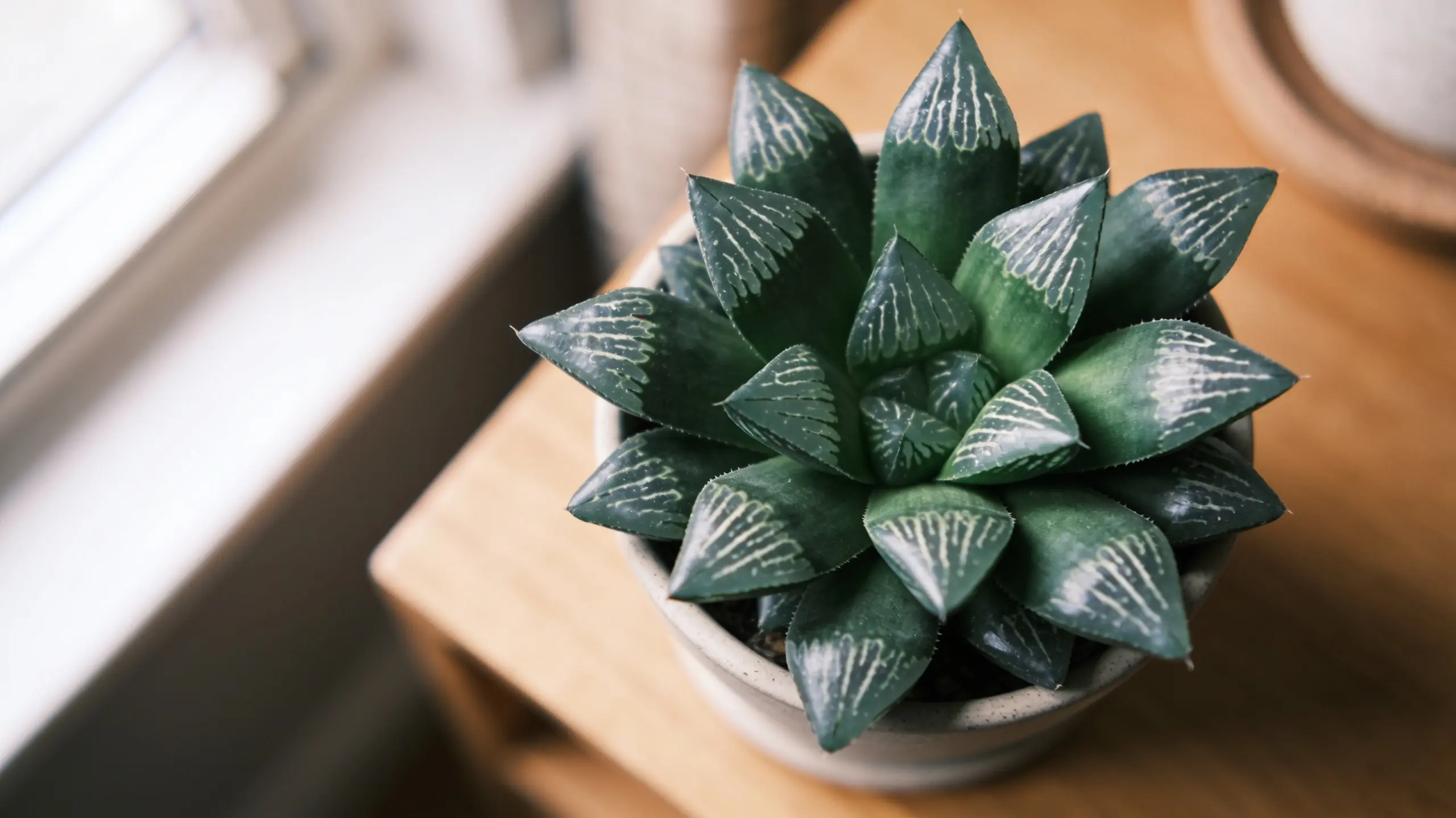 Haworthia succulent with rosette-shaped green leaves in a small indoor pot on a wooden surface.