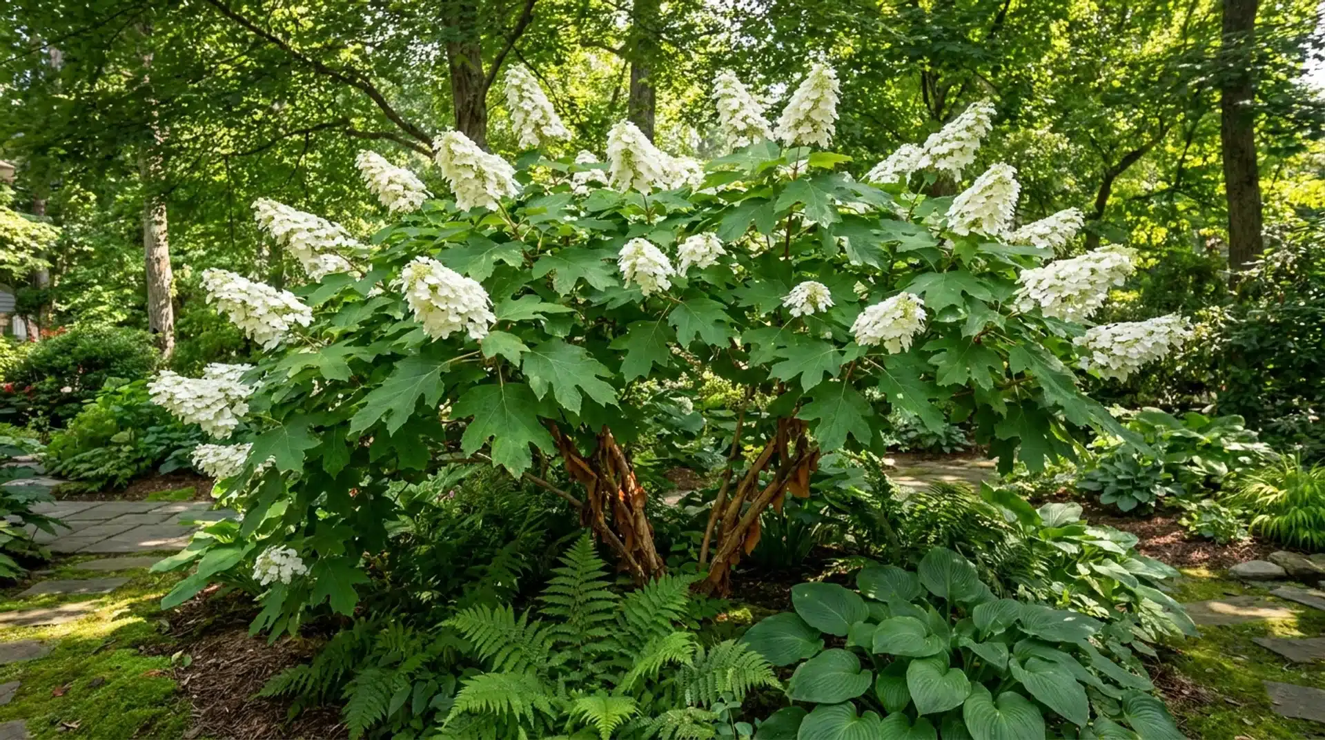 Oakleaf hydrangea with white cone flowers and bold lobed leaves above fern and hosta underplanting in shade garden.