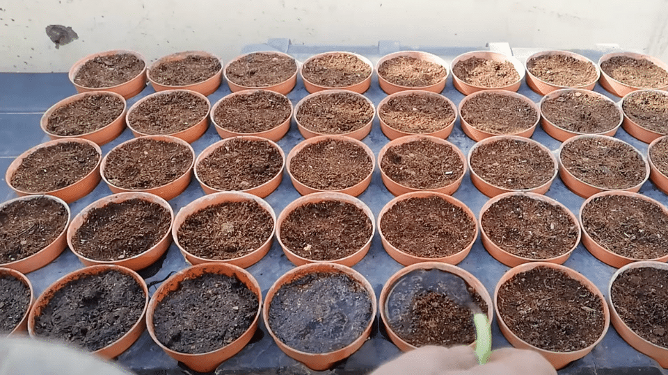 Initial-Watering-