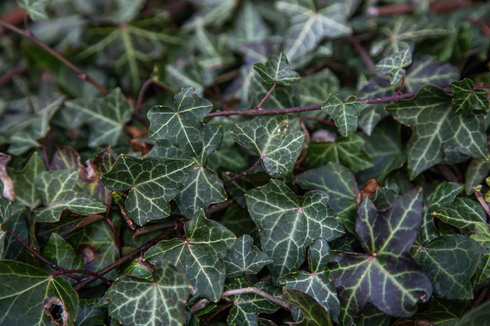 A close-up of ivy (Hedera helix) leaves, showing their green color and intricate vein patterns.