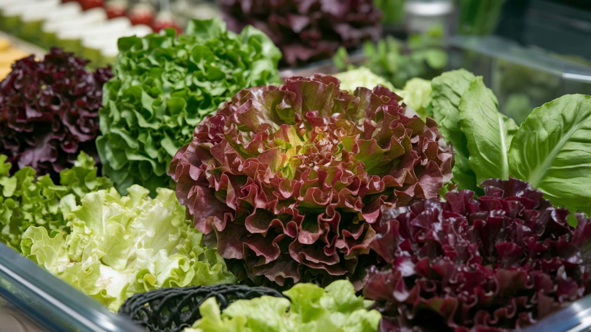 Lettuce-Salad-Leaves