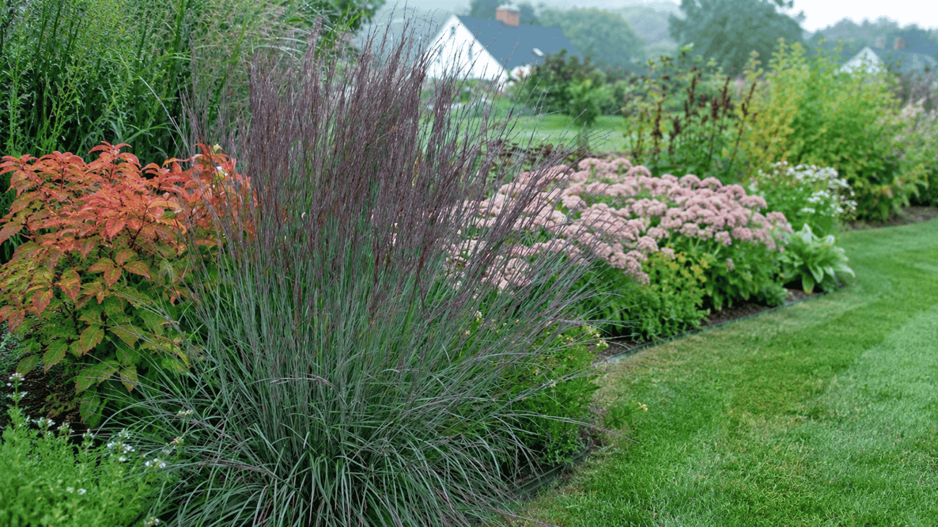 Purple switchgrass with tall seed heads growing in a lush garden bed with colorful plants and green lawn background.