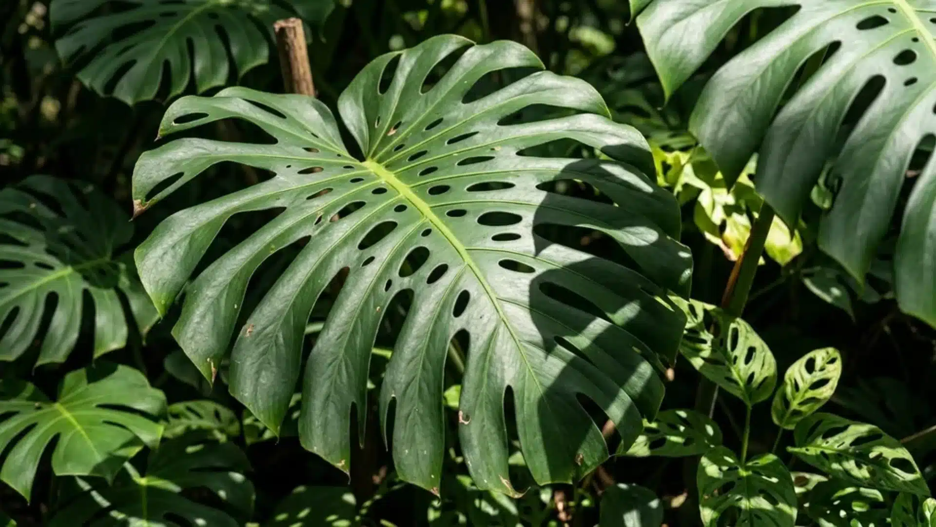 Large Monstera leaves with characteristic holes and splits, forming a dense green tropical foliage layer.