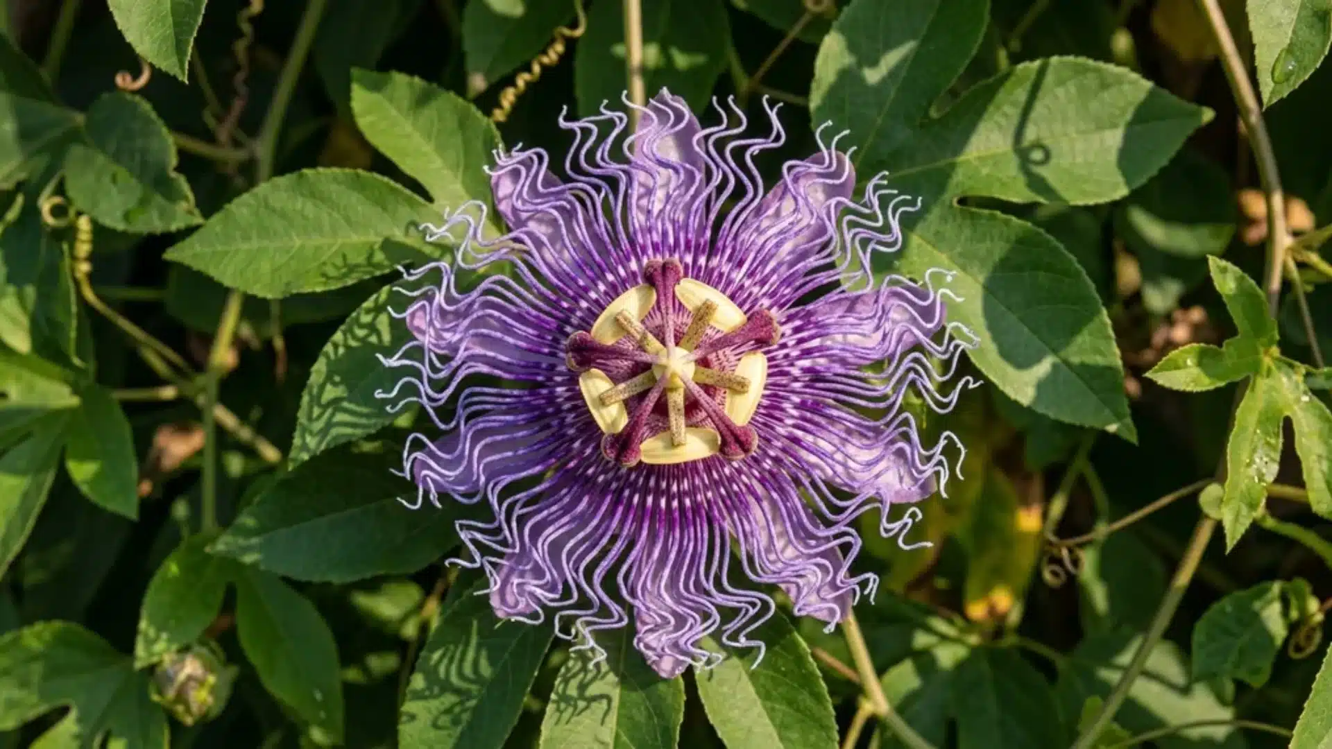 Vibrant purple passionflower with intricate radial filaments surrounded by green leaves.
