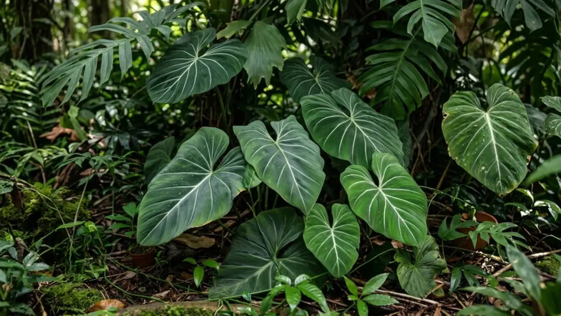 Philodendron plant displaying broad, dark green leaves with prominent veins in a lush tropical forest floor setting.