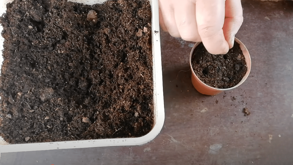 Plant-Seeds