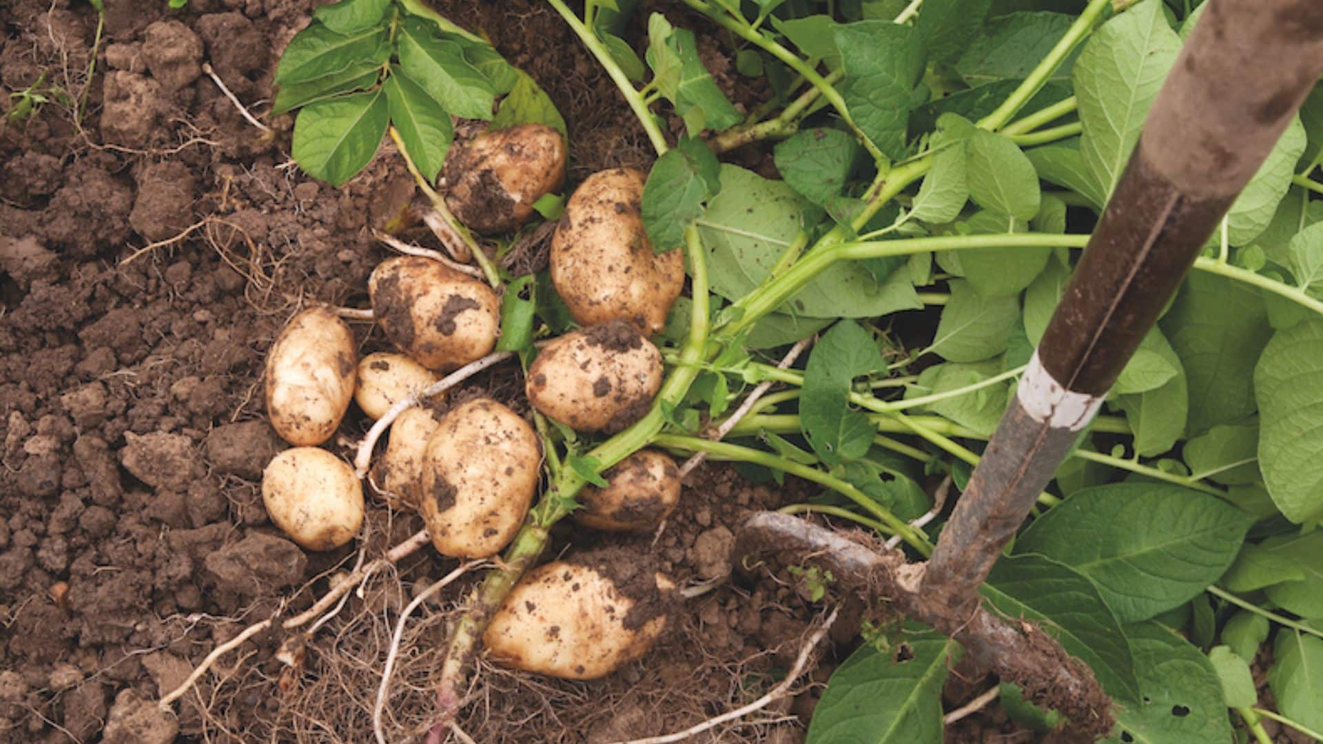 potato-plant