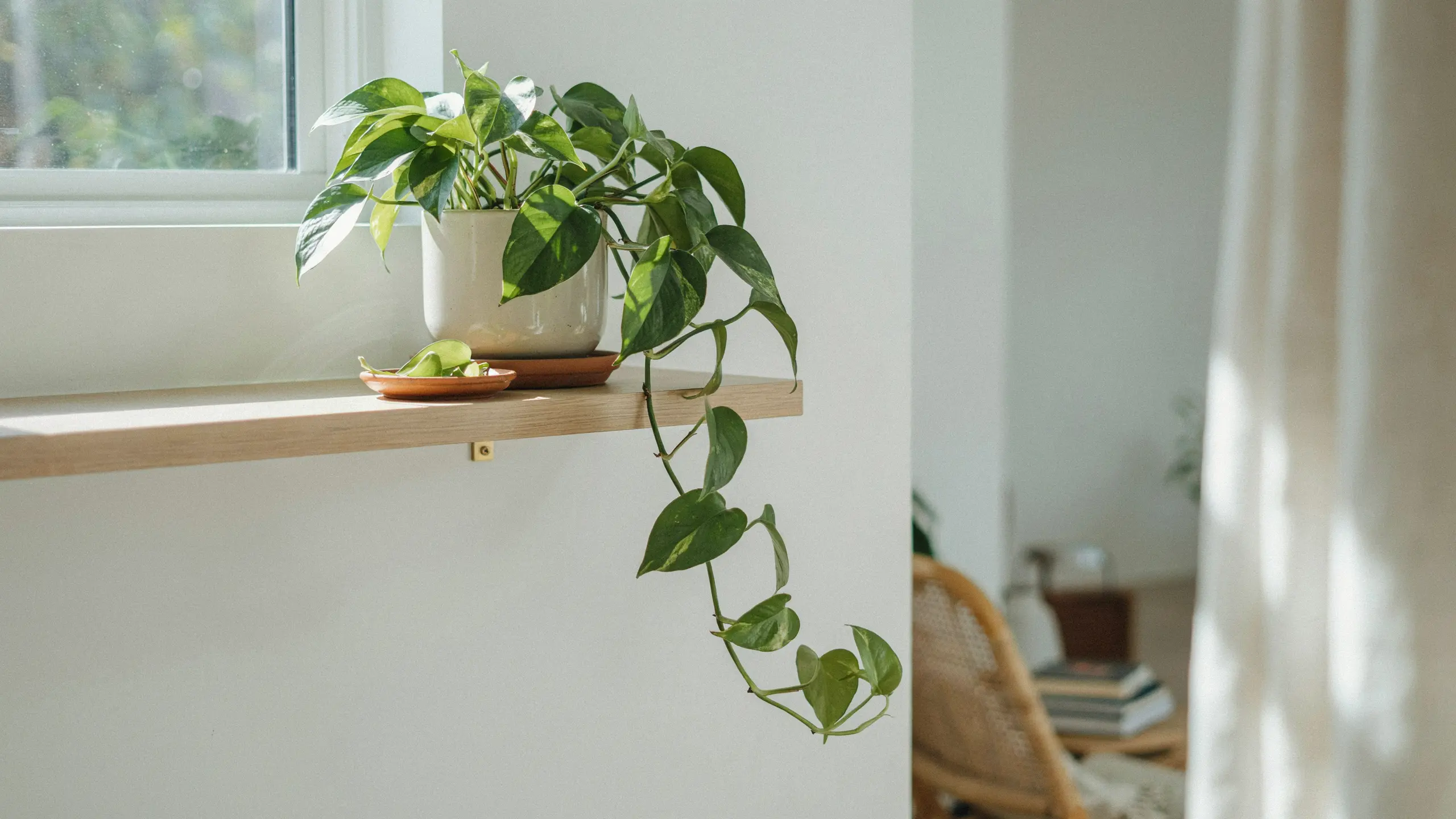 Pothos with trailing green and yellow variegated heart-shaped leaves cascading from a hanging indoor planter