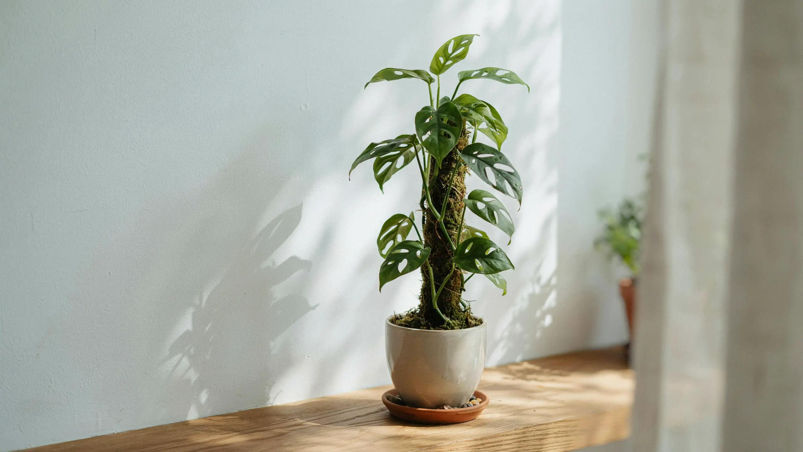 Mini monstera with split green leaves climbing a support pole in a bright indoor space.
