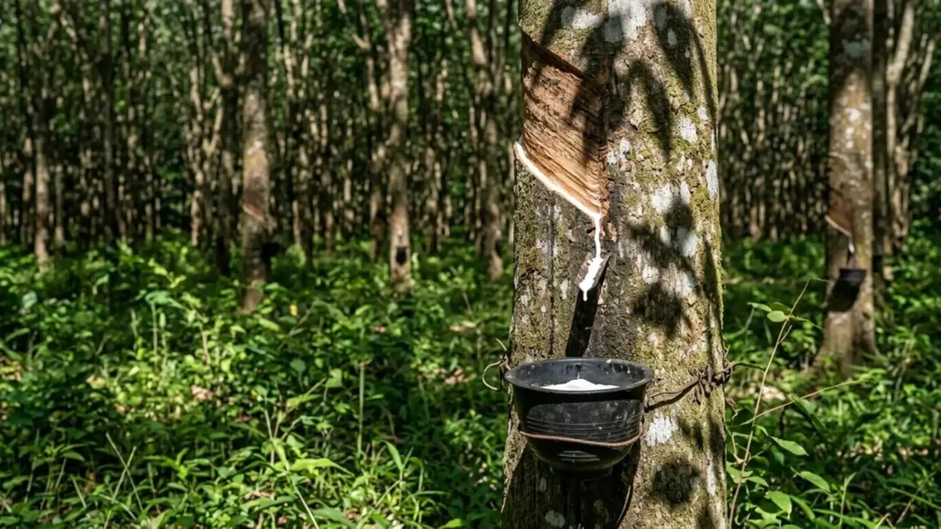 Tall rubber tree trunk with smooth bark and surrounding rainforest vegetation.