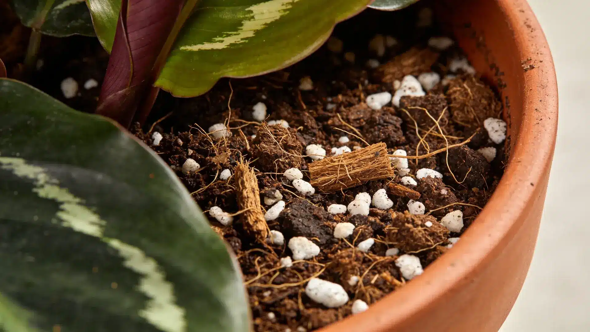 Close-up calathea in terracotta pot showing airy well-draining soil