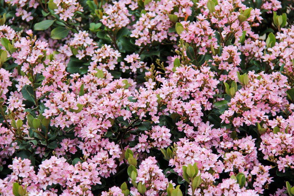 A vibrant close-up of spiraea (Spiraea japonica) with clusters of soft pink flowers and green foliage.