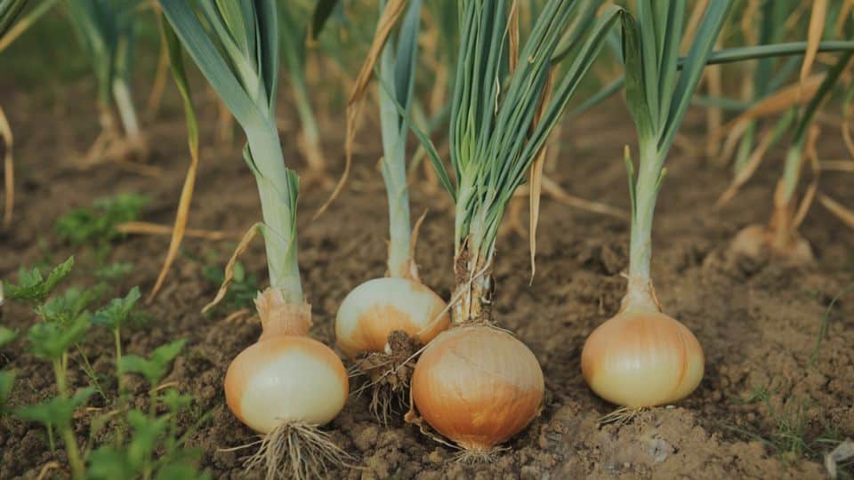 spring-onions