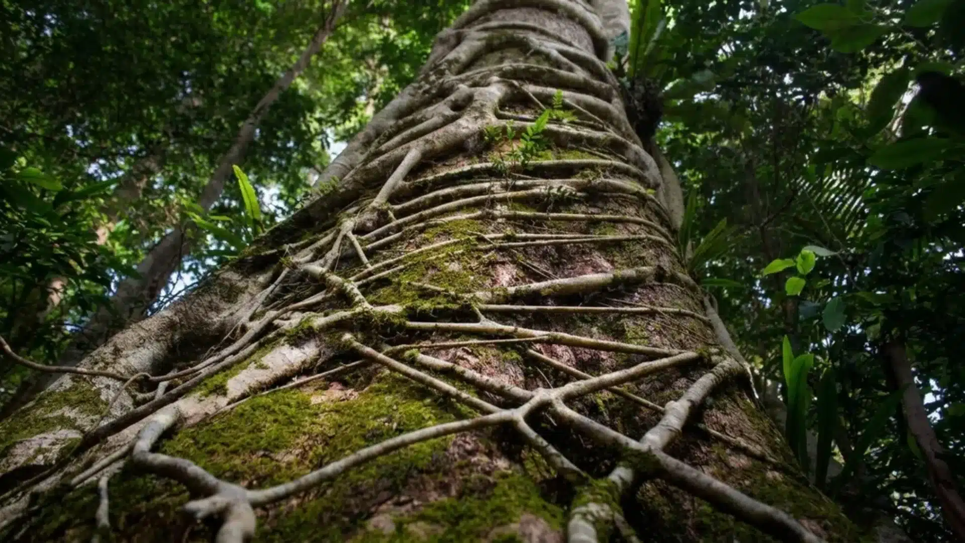Massive tree strangler fig in aerial roots in dense forest.