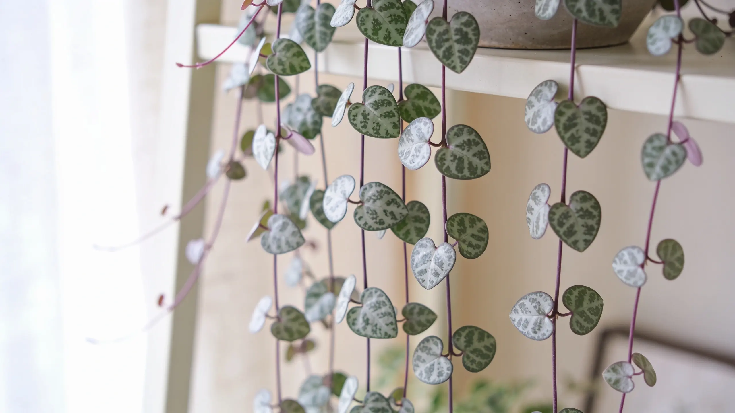 String of hearts plant with trailing vines and heart-shaped leaves in an indoor hanging planter.