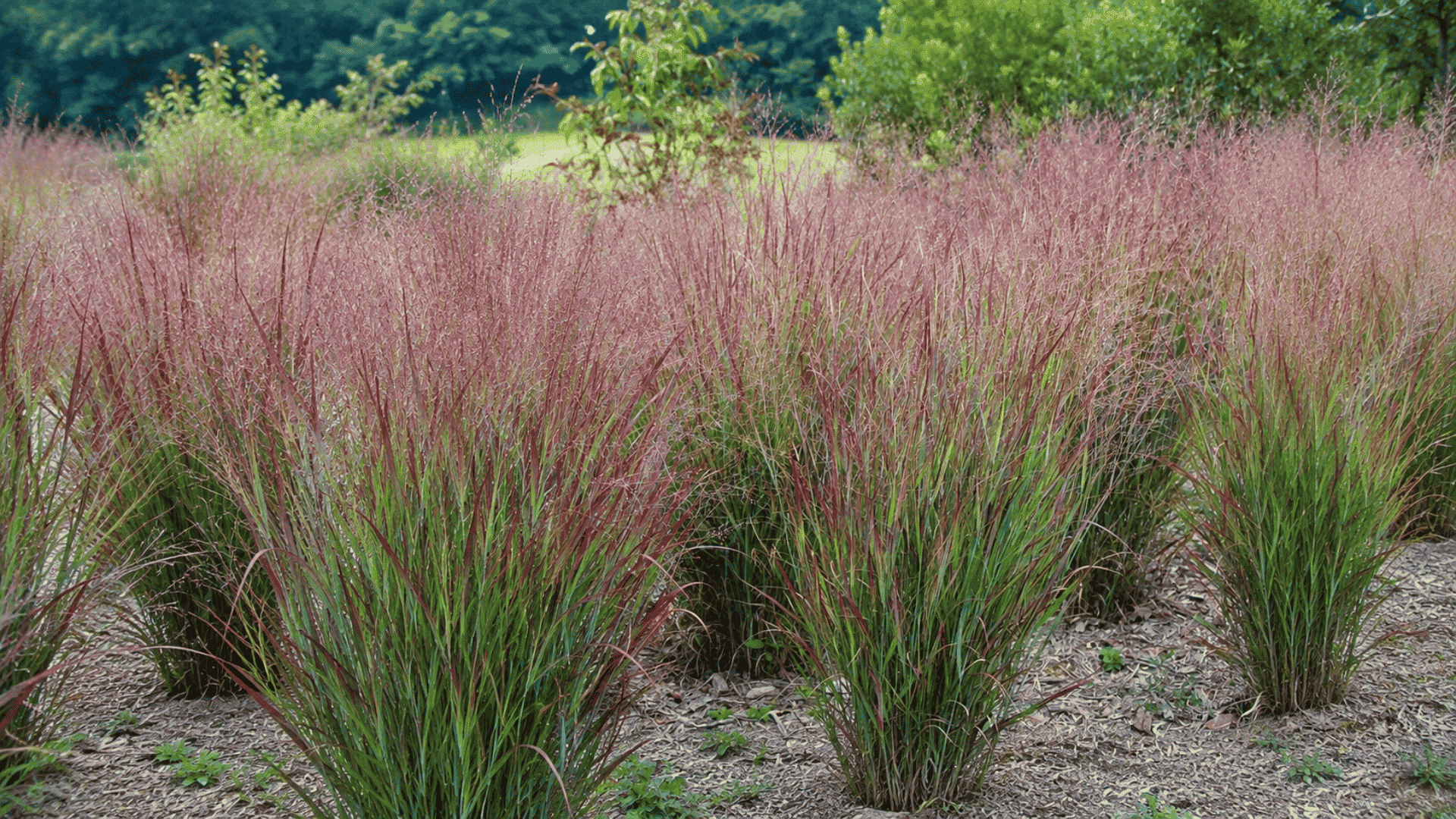 Switchgrass (Panicum virgatum) with tall green blades and airy seed heads growing in a natural garden landscape.