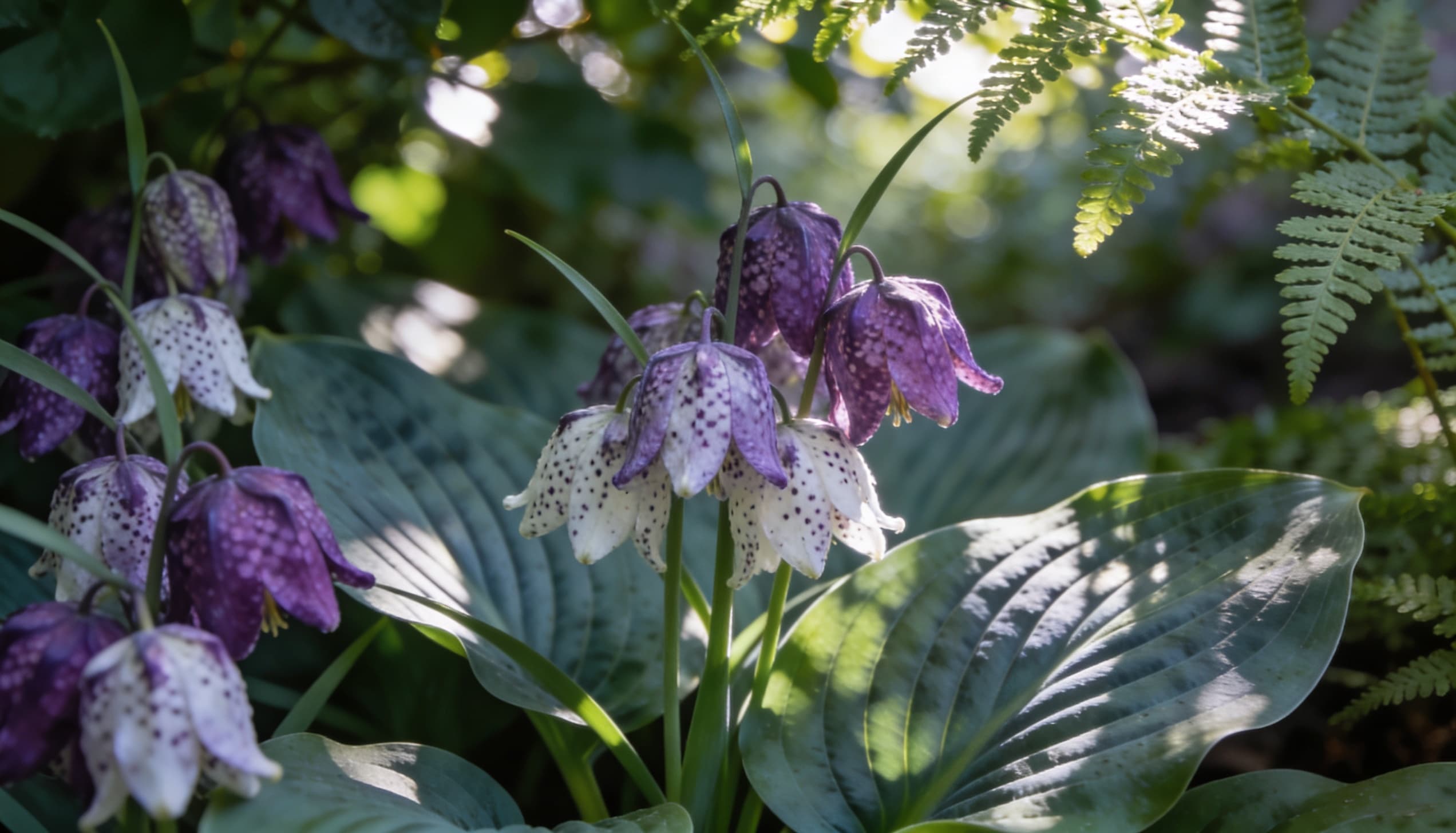 Delicate Toad Lily flowers in shades of purple and white, with speckled petals, growing in a shady woodland garden, surrounded by lush greenery.