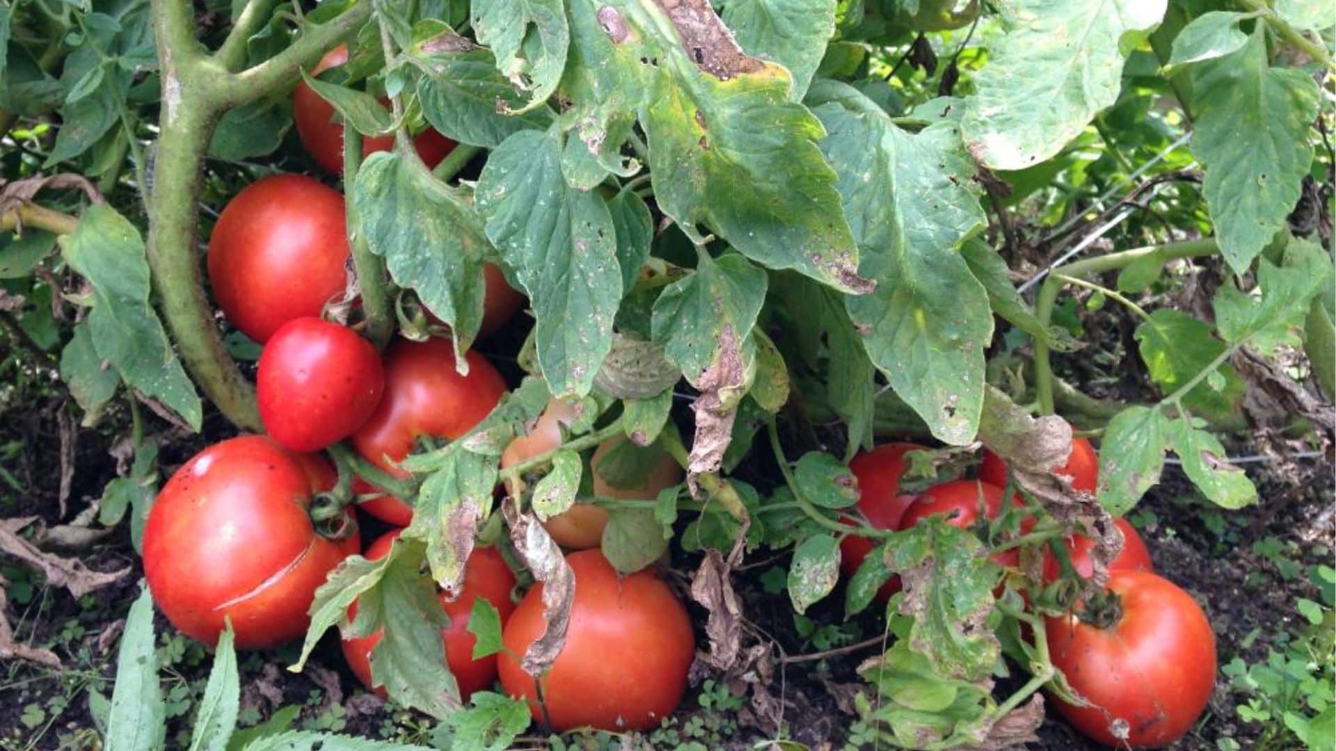 tomato-plant