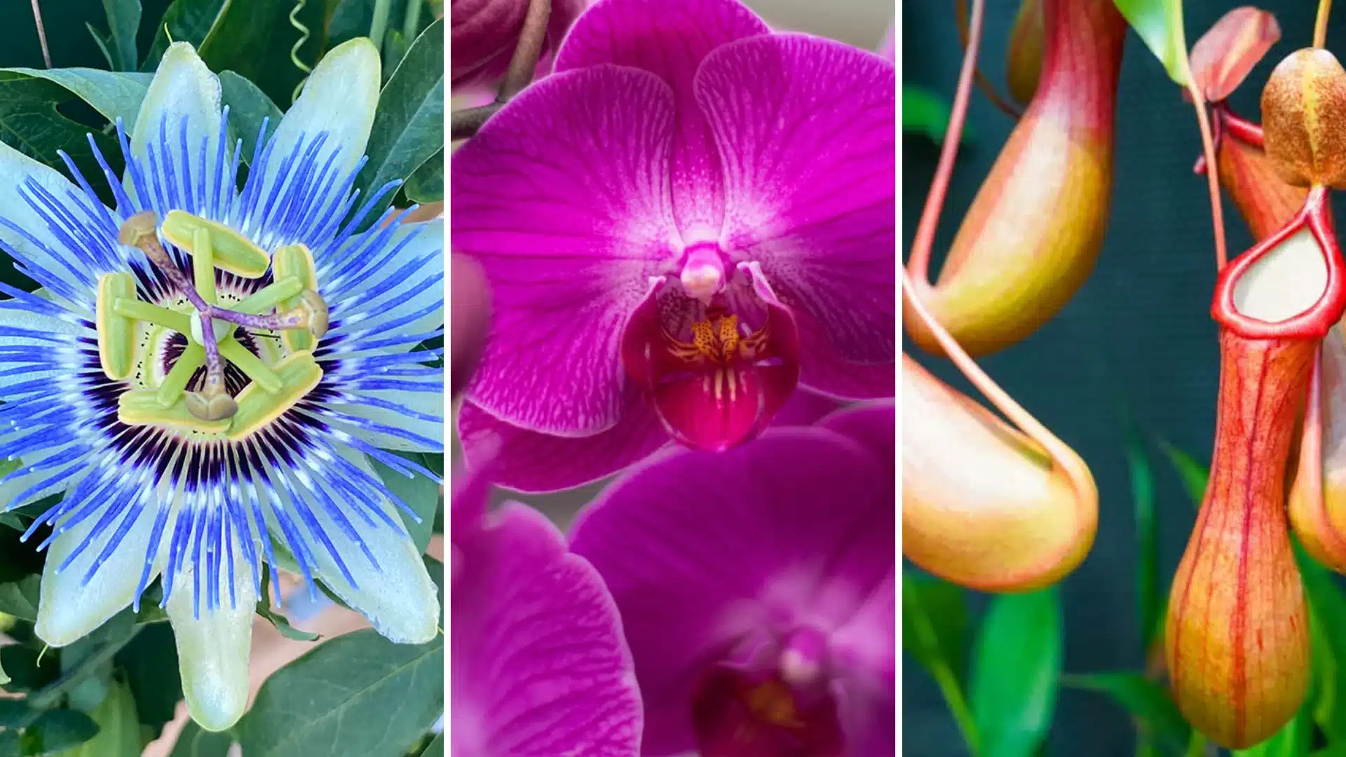 Tropical rainforest plants collage with passion flower, pink orchid, and pitcher plant showing vibrant colors and unique structures.