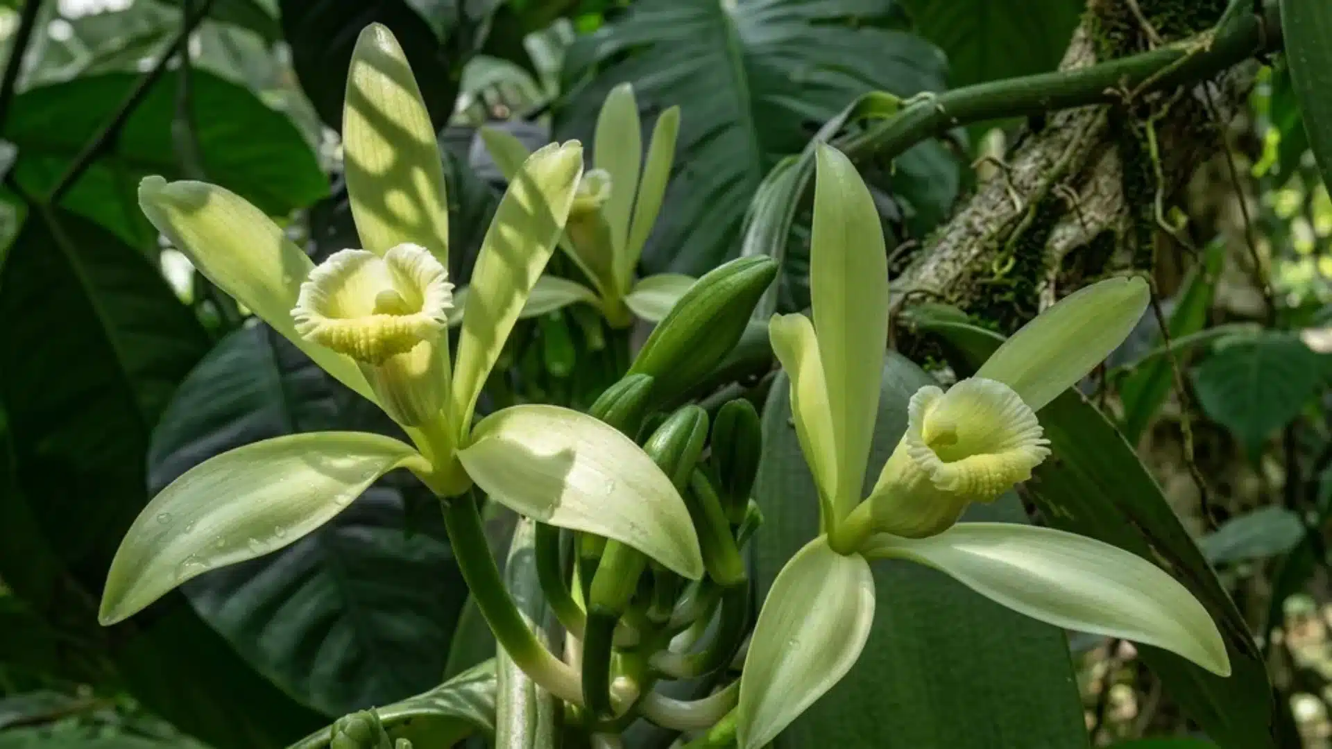 Vanilla orchid flowers and green buds on a climbing vine, with creamy pale-yellow petals and a natural tropical background.