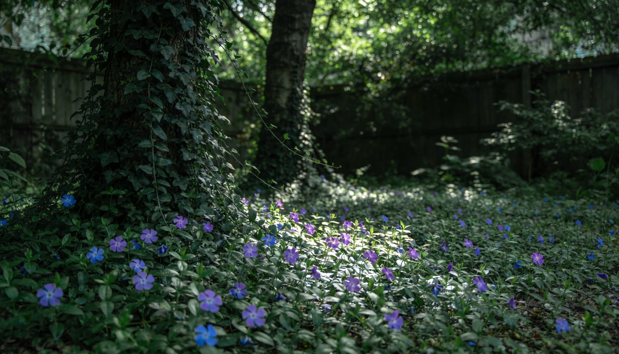 Low-growing Vinca minor (periwinkle) spreading across a shaded garden floor, forming a dense carpet of glossy dark green leaves.