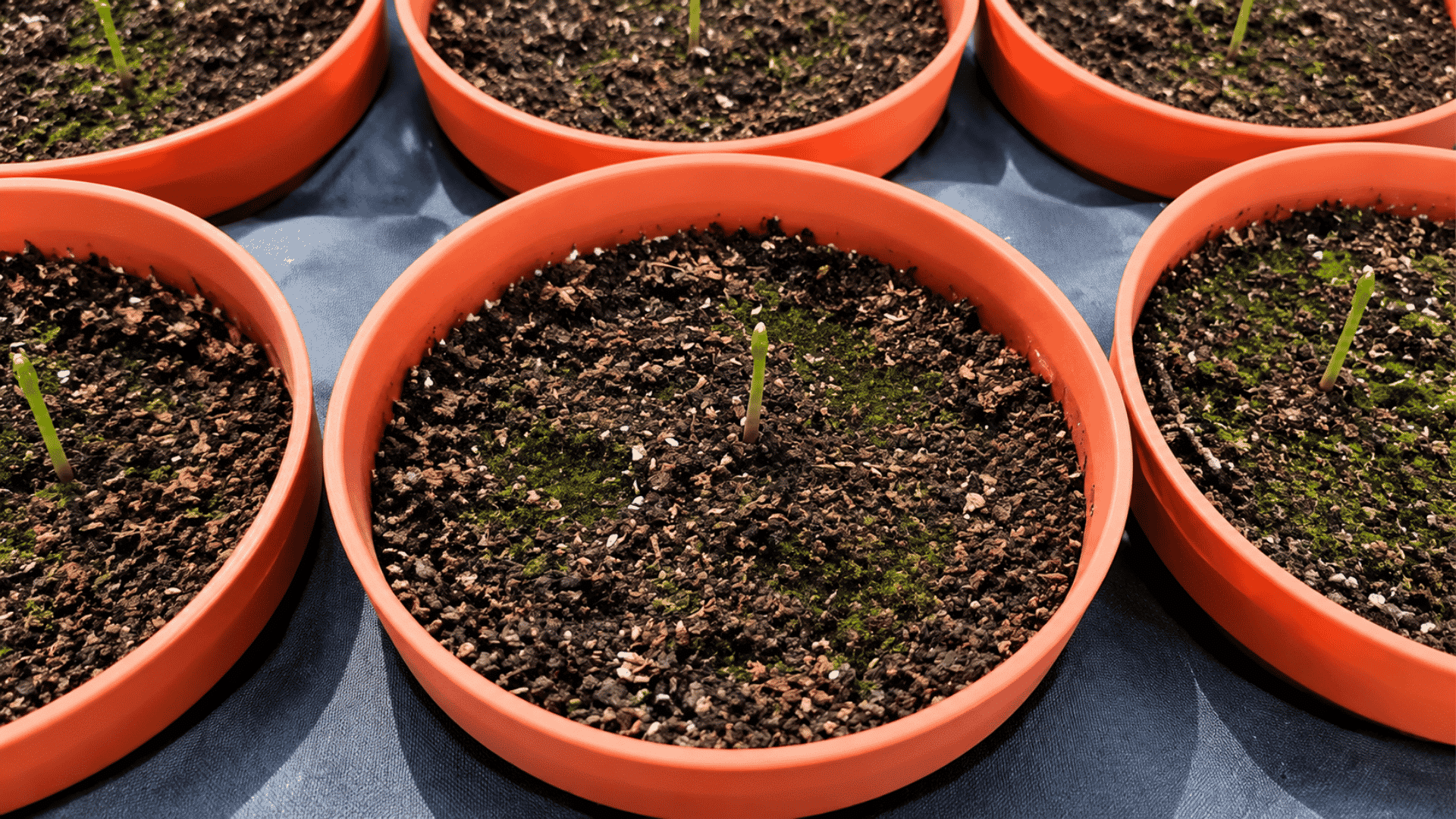 Young asparagus sprouts emerging from soil in nursery pots during germination, showing early seed growth in bright natural daylight.