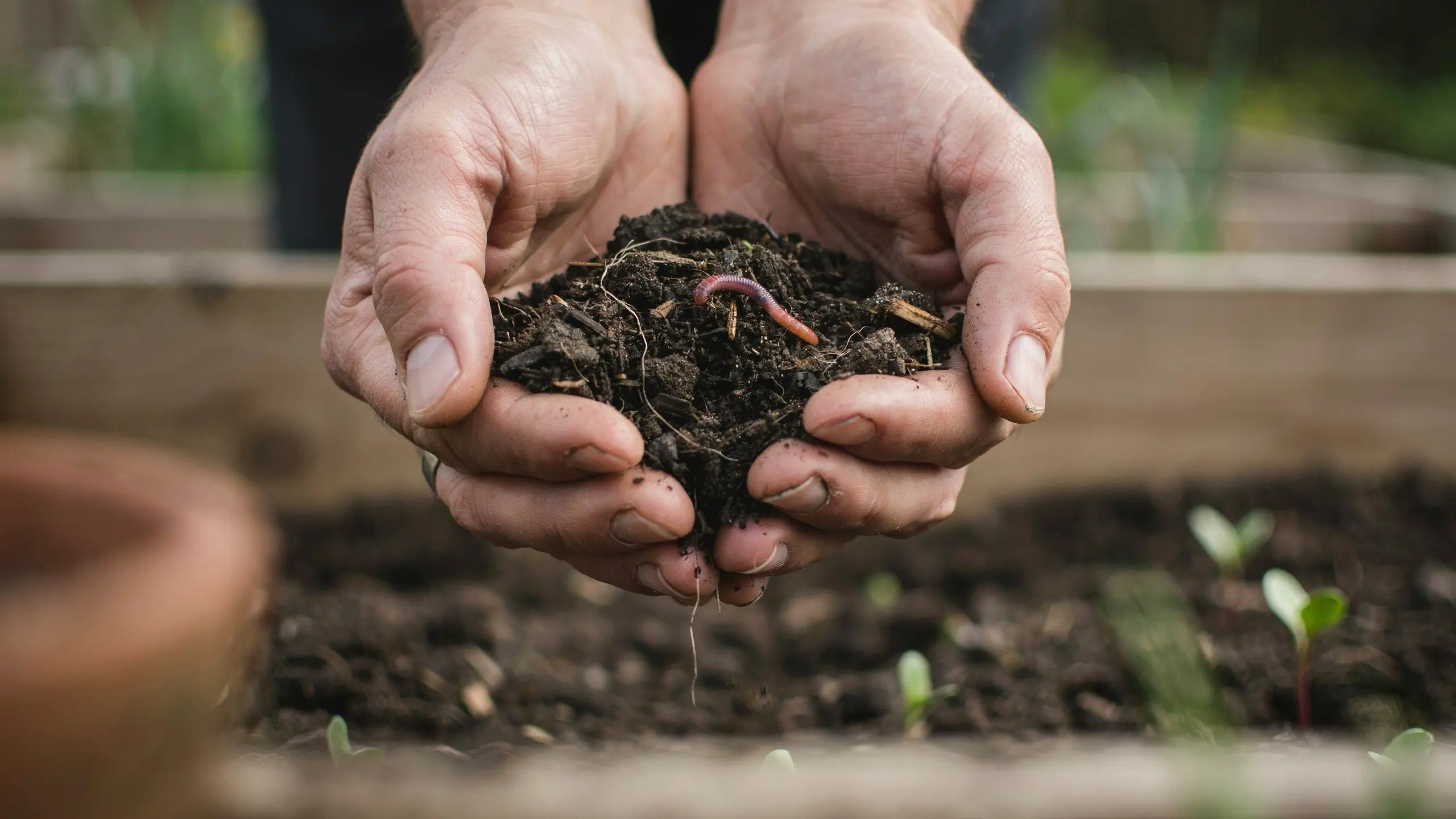 Worm castings garden compost used in seedlings and pots boosting plant growth with rich nutrients.