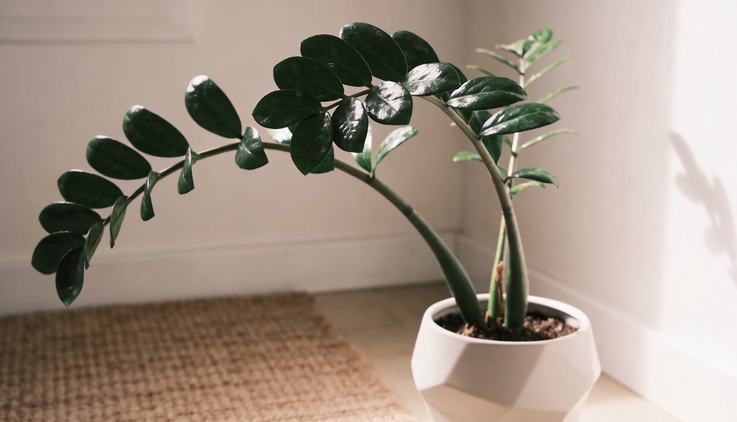 Glossy green ZZ plant branches growing out of a geometric white ceramic pot.