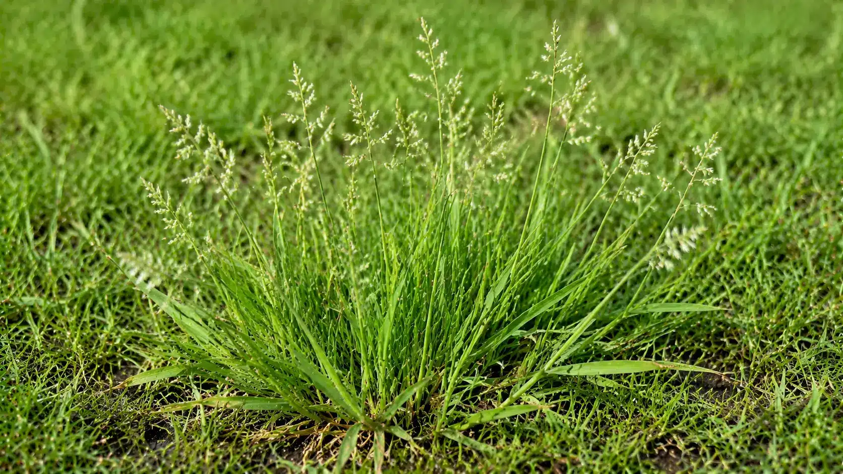 Annual bluegrass weed with fine lime-green blades and pale seed heads growing in a lawn.