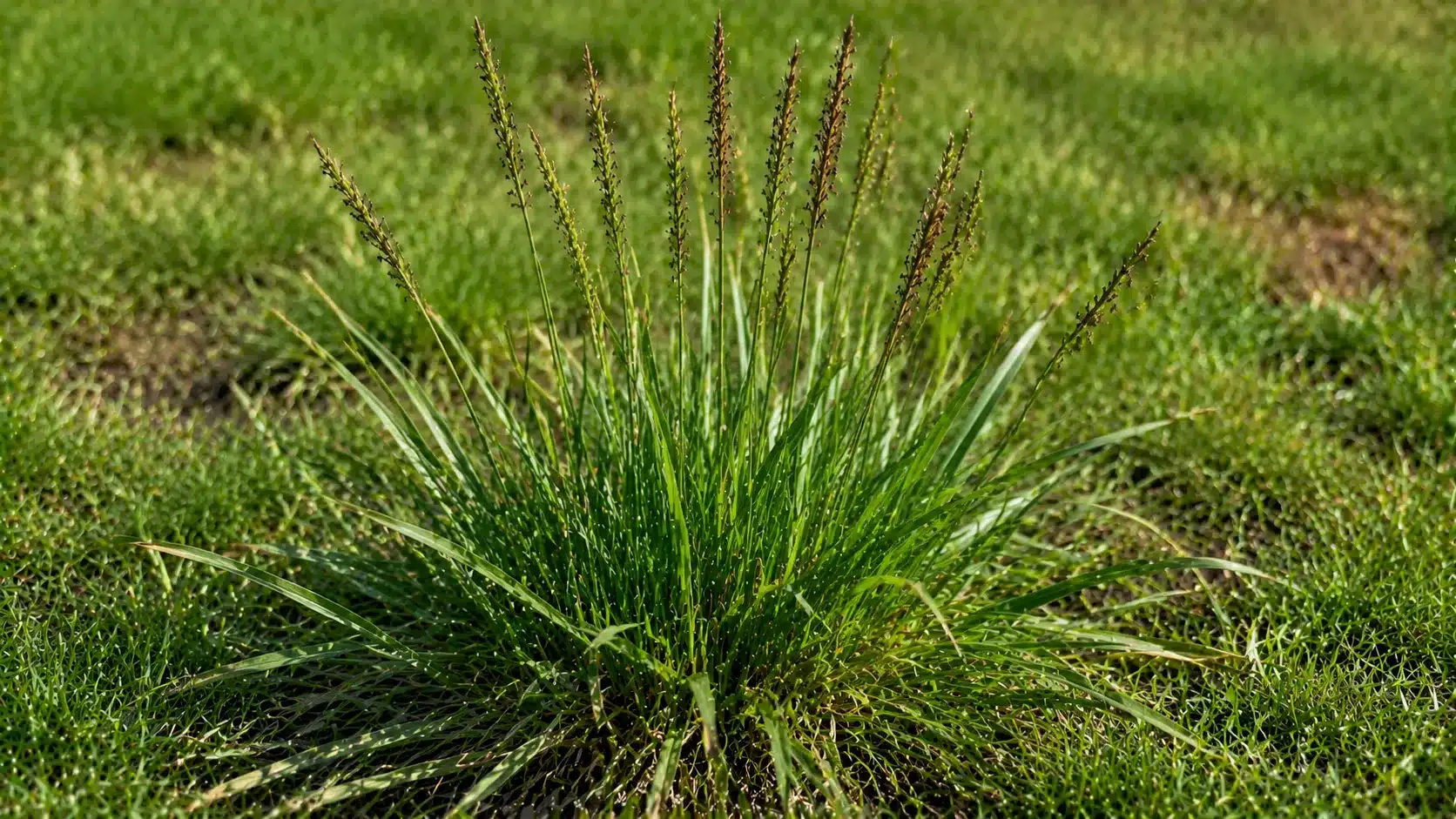 Dallisgrass clump with coarse blades and tall seed stalks growing in a green lawn.