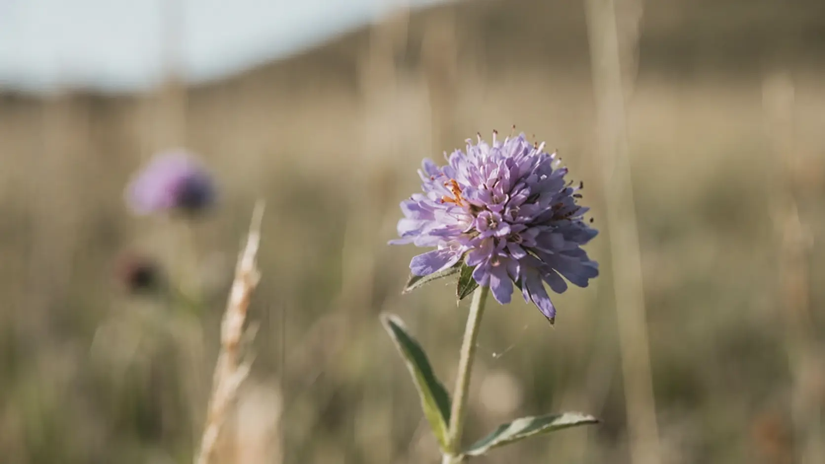 Close-up of lilac devil’s-bit scabious flower in Scottish meadow, sharply focused with soft blurred grass background.