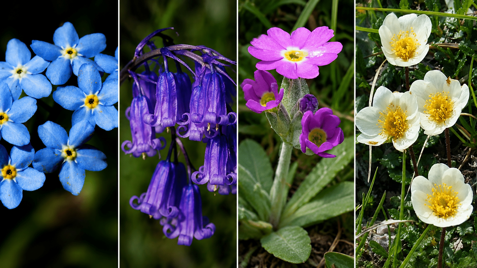 Four-Panel Wildflower Portraits