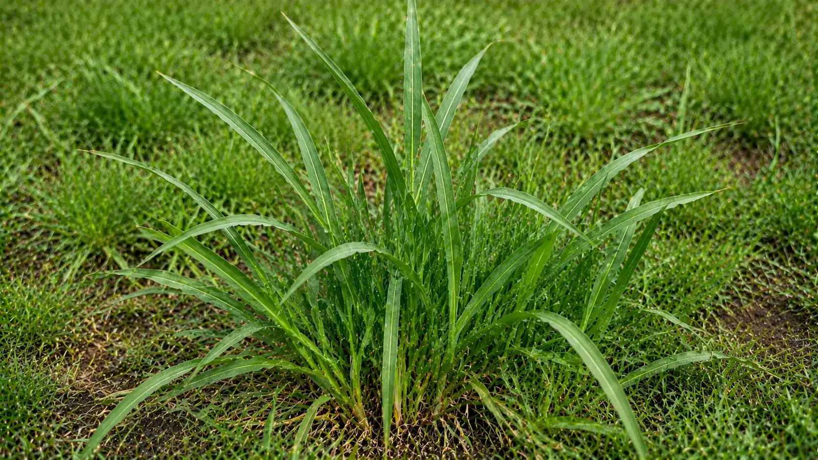 Johnsongrass weed with tall broad leaves and dense growth in a grassy lawn area.