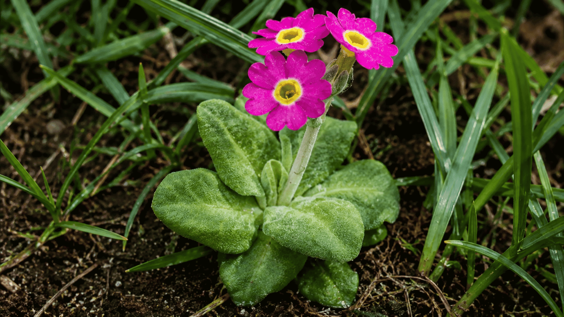 Bright pink primrose flowers with yellow centers rise above soft green leaves in a grassy garden bed.