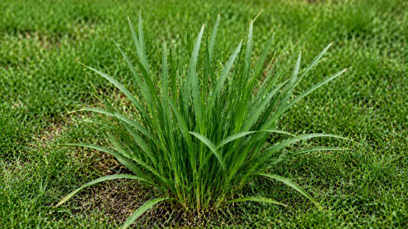 Tall fescue weed with wide coarse blades forming a stubborn clump in lawn grass.