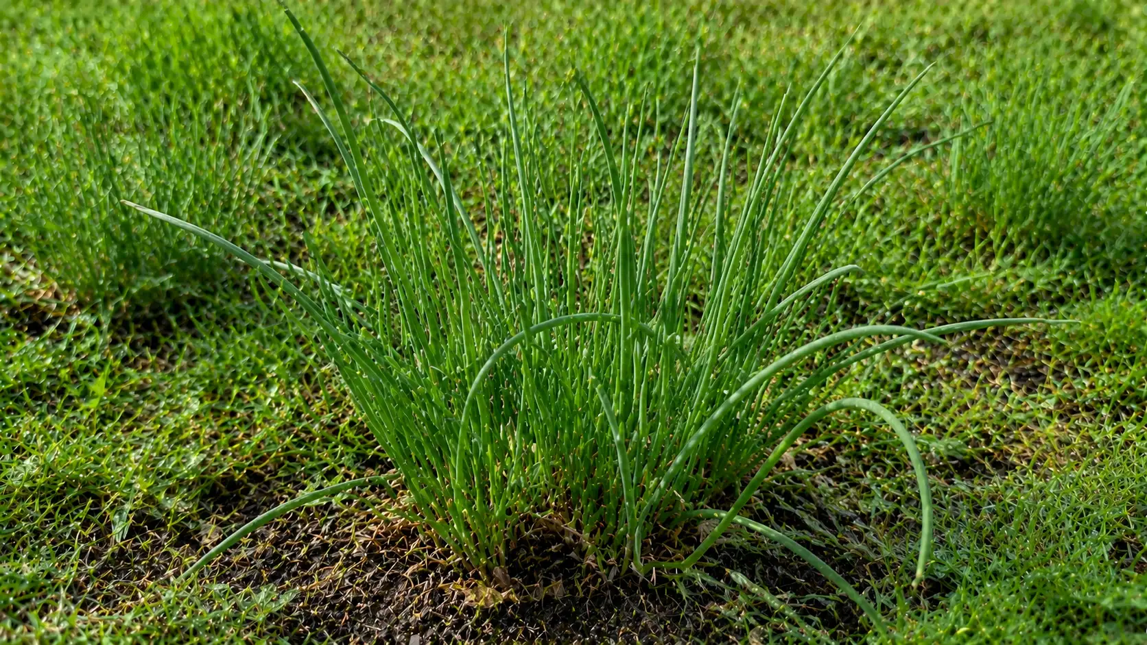 Wild garlic weed with thin hollow green shoots growing among lawn grass.