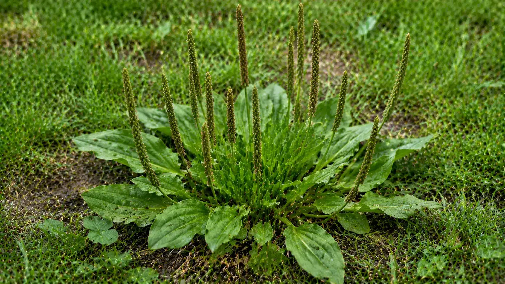 Wild onion weed with slender green leaves growing from bulbs in a lawn.