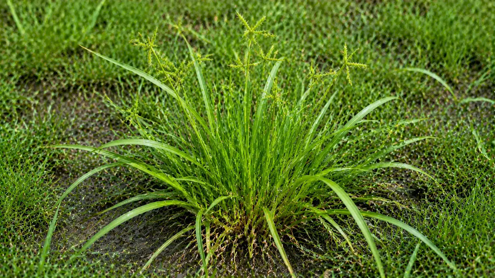 Yellow nutsedge weed with glossy green blades growing in damp lawn soil.